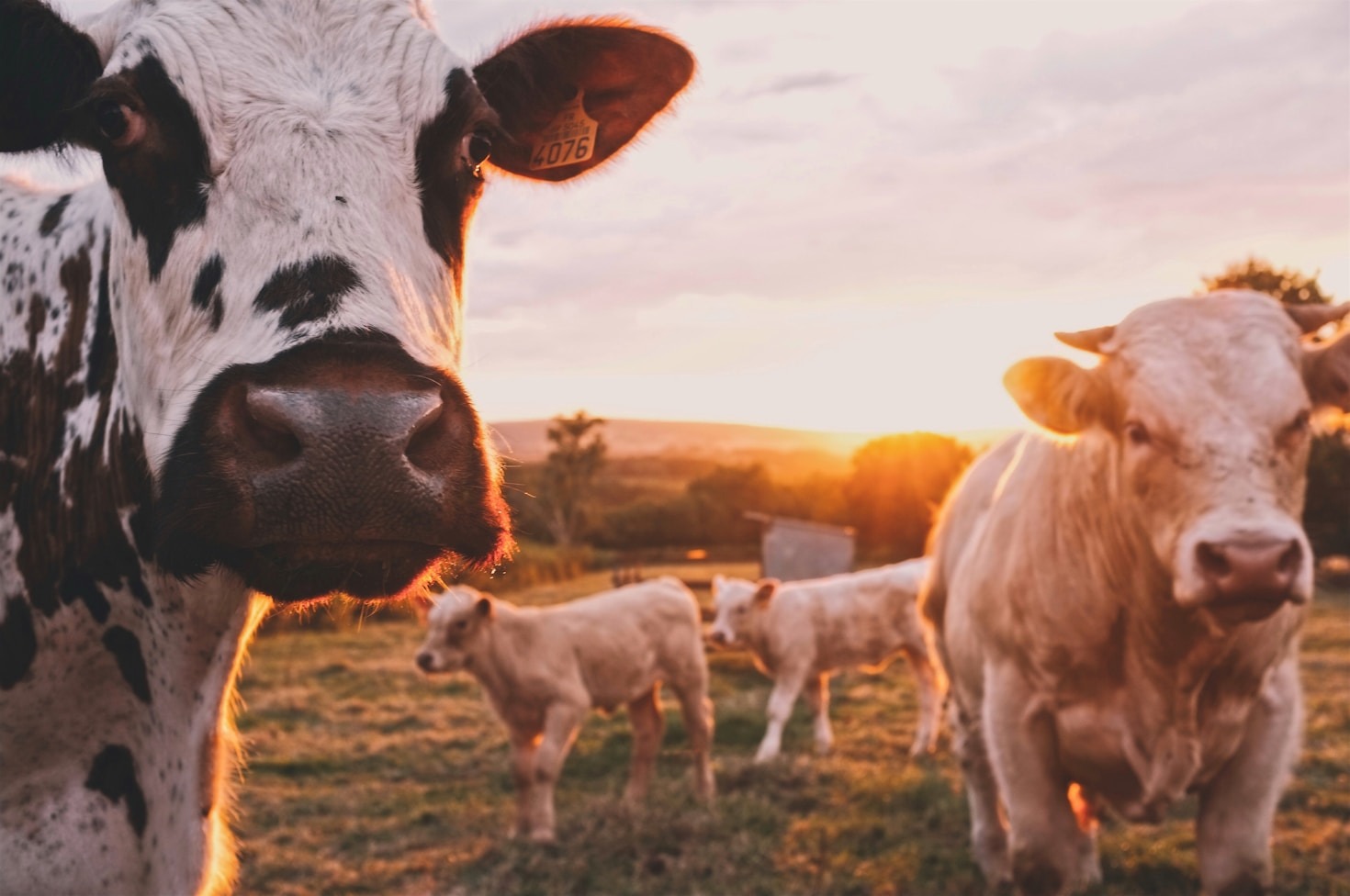 The Grazed Foundation’s Vision for Sustainable Farming