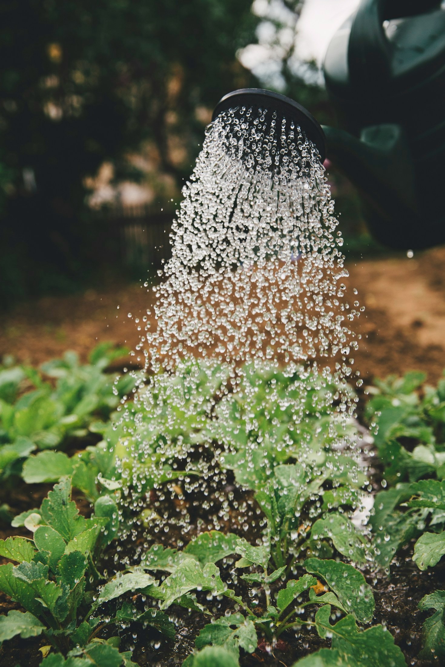 The Role of Regenerative Farming in Ecosystem Health